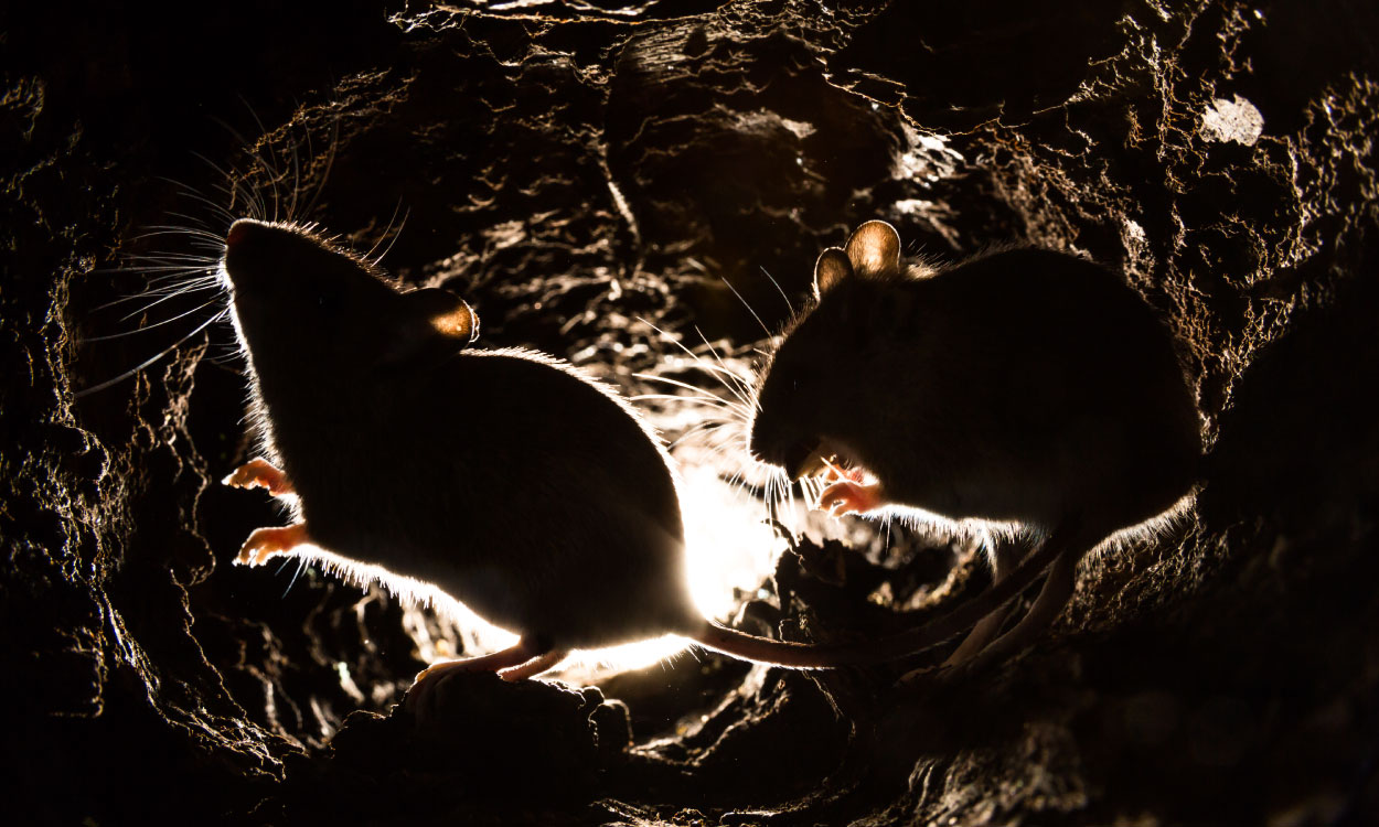 Can-Rats-Chew-Through-Concrete