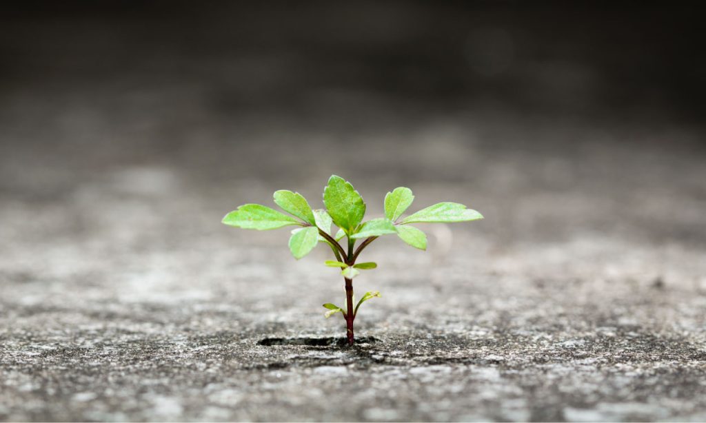 Can You Grow Concrete? Concrete Supply