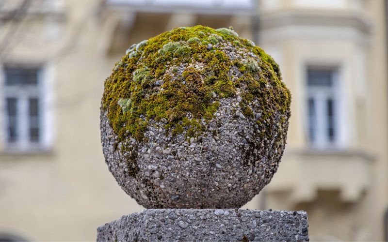 How-to-Remove-Moss-from-Concrete