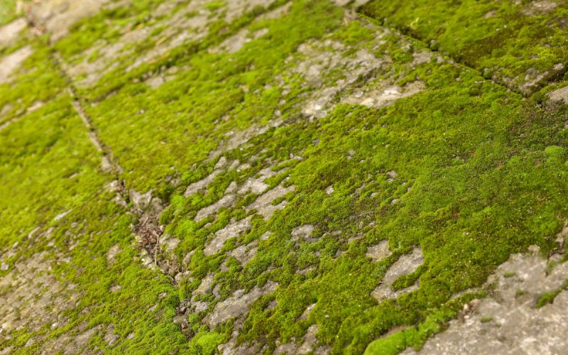 How-to-Stop-Concrete-Going-Green