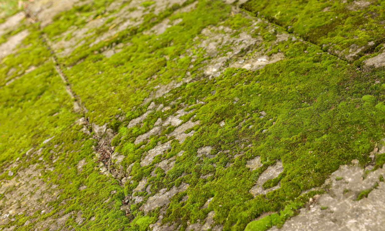 How-to-Stop-Concrete-Going-Green